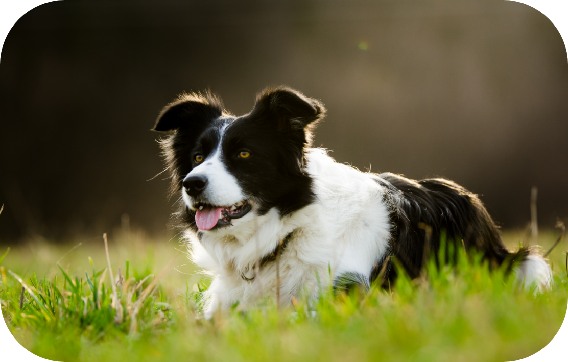 dog
