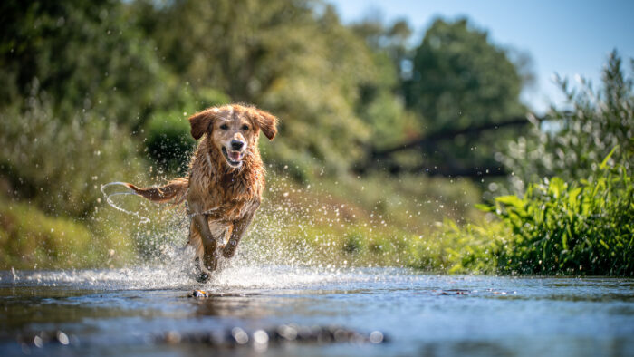 Understanding Swimmer's Tail