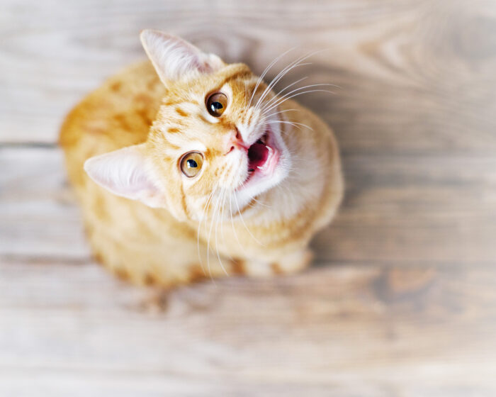 Cognitive Dysfunction in Cats