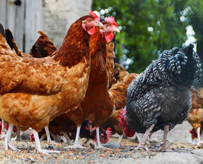 chikens