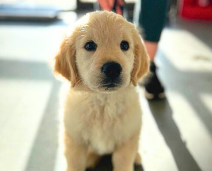 puppy