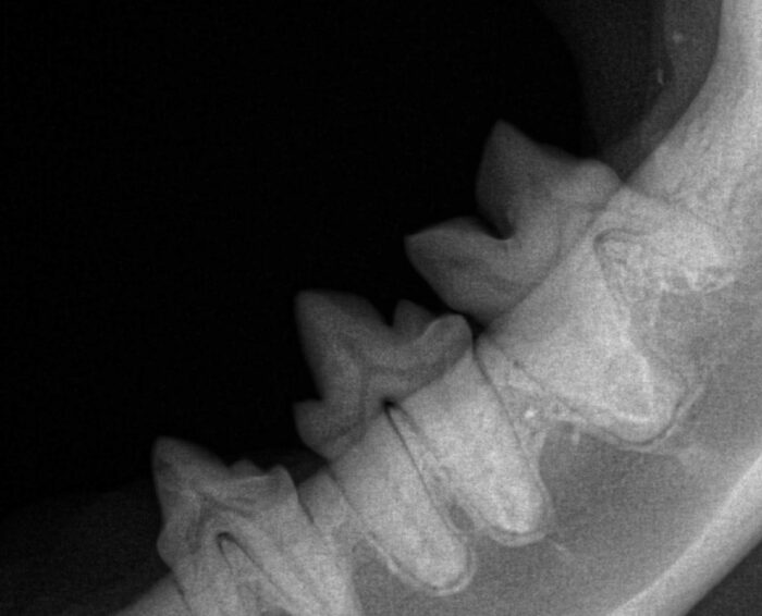 xray