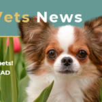 Whiskers Vets Spring Newsletter Header