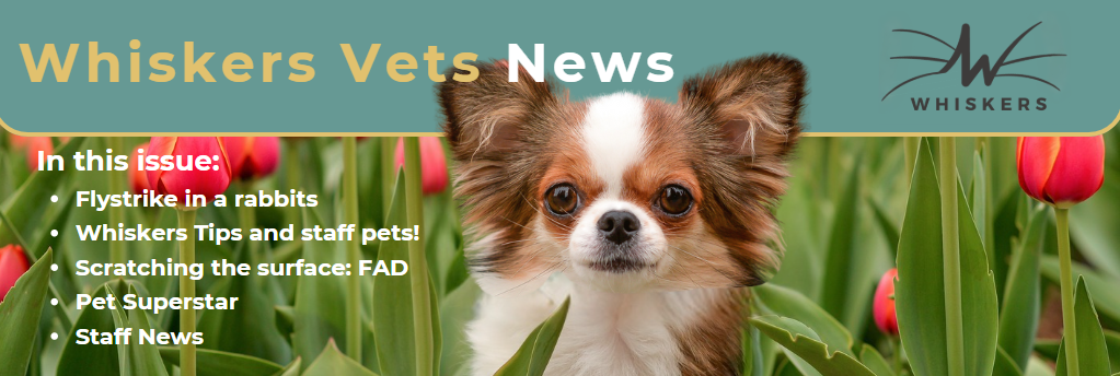 Whiskers Vets Spring Newsletter Header