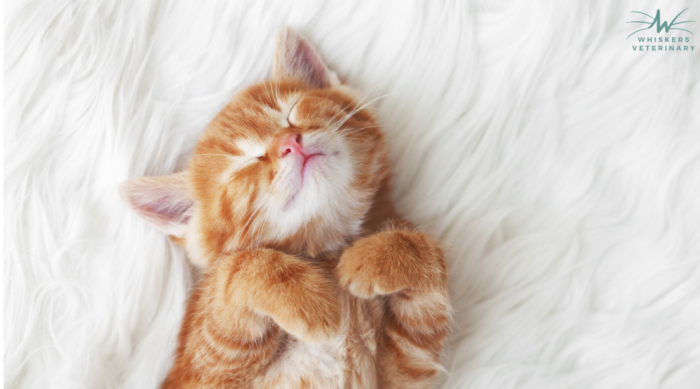 Responsible Pet Owners Month: Essential Pet Health Tips