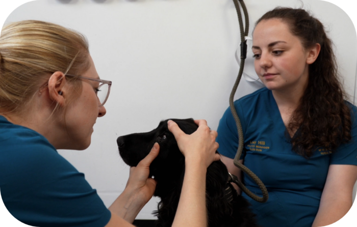 Lumps ‘n’ Bumps: Understanding Fine Needle Aspirates