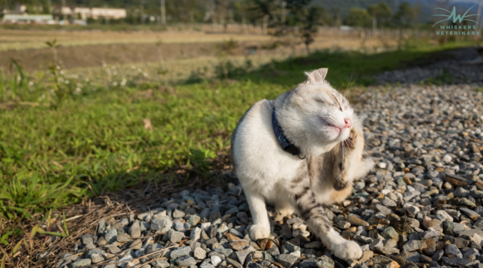 Understanding Flea Allergic Dermatitis in Cats